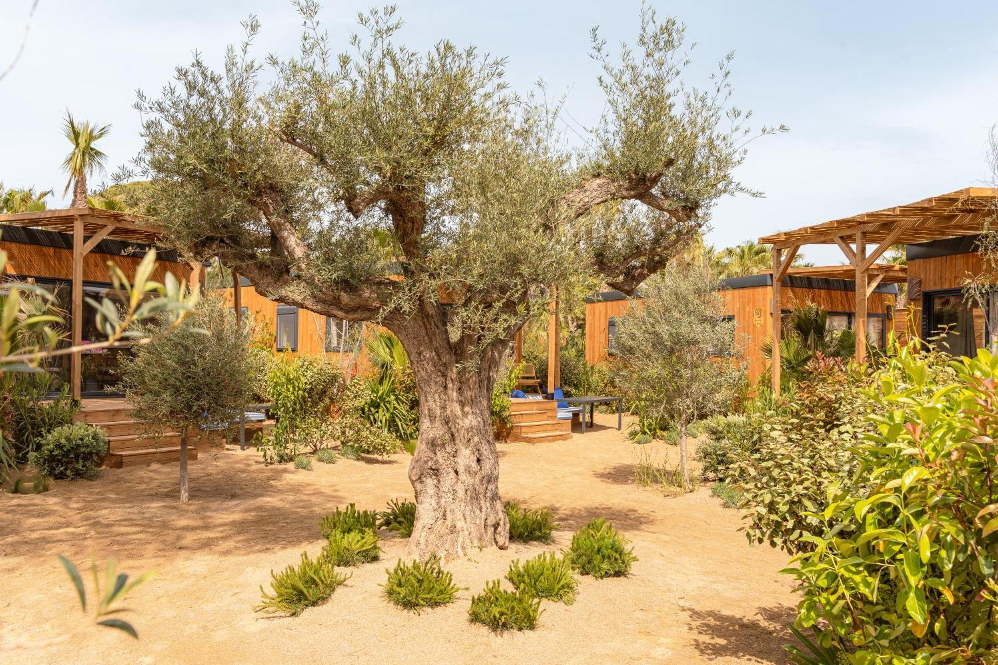 Toison D'Or Hotel รามาตูแอล ภายนอก รูปภาพ Olive trees in the garden of the hotel